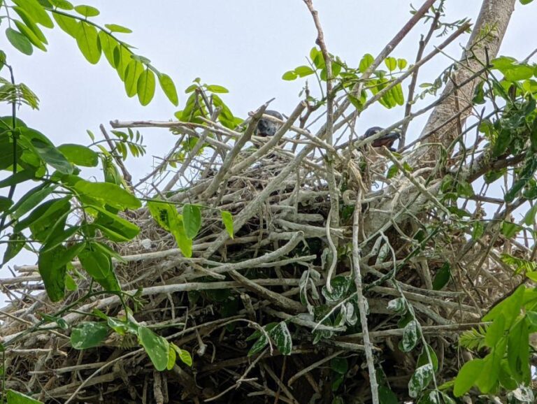 Nest of cormorant hatchlings