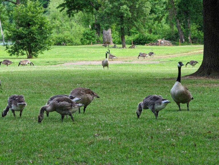 Campground geese