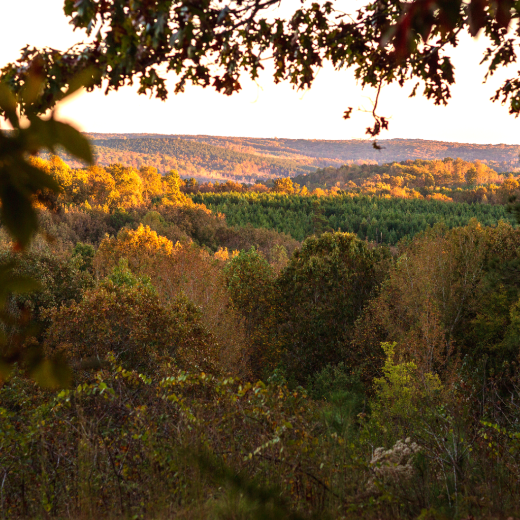 A sweeping view of fall foliage from a hilltop