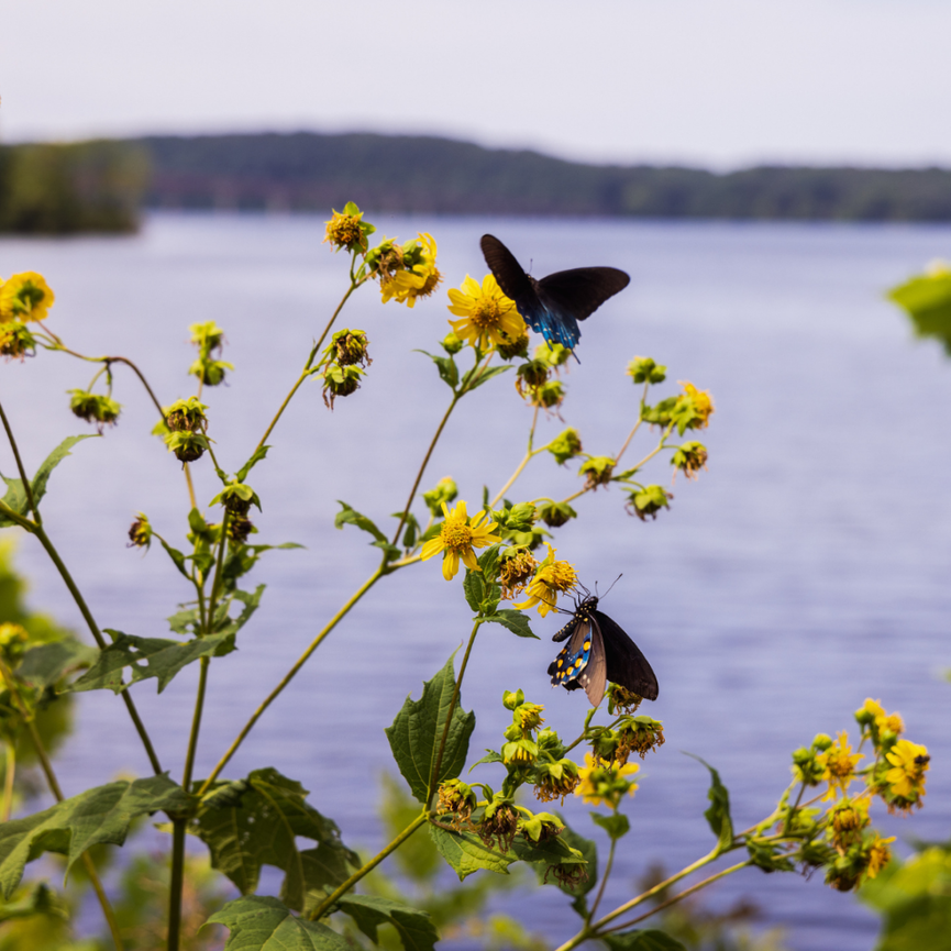 Two butterflies perched on brown-eyed susans near a river edge.
